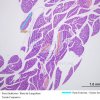 Secreção Endócrina - Ilhotas de Langerhans - Pâncreas 4x (3)